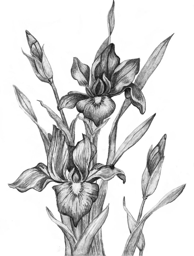 Iris Flower Sketch At Explore Collection Of Iris Flower Sketch 5211
