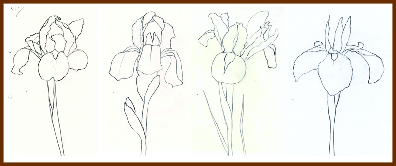 800x336 Weekly Doodles And Tuts How To Draw An Iris Flower Method 1 - Iris Flower Sketch