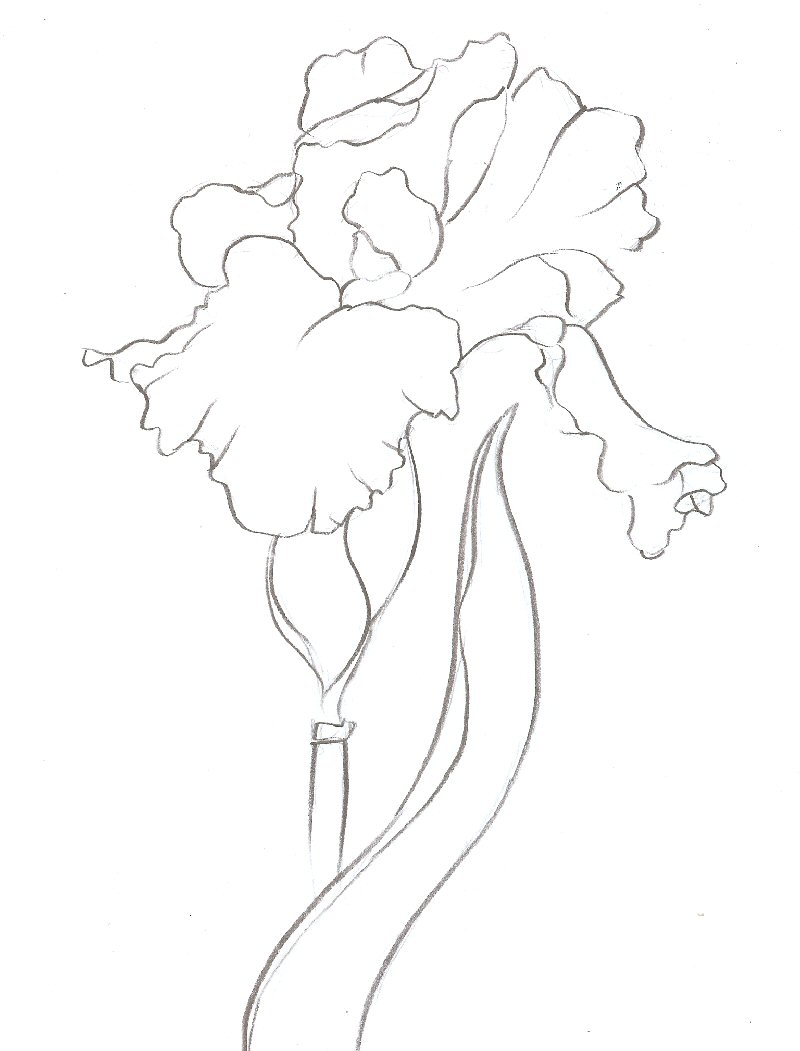 800x1051 Inkwell Studios Iris Sketch - Iris Sketch