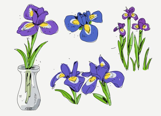 681x490 Iris Flower Hand Drawn Sketch Vector Illustration - Iris Sketch