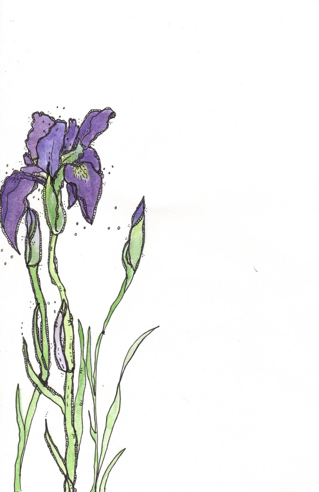 1037x1600 Carol Sloan Studios April Sketch In - Iris Sketch