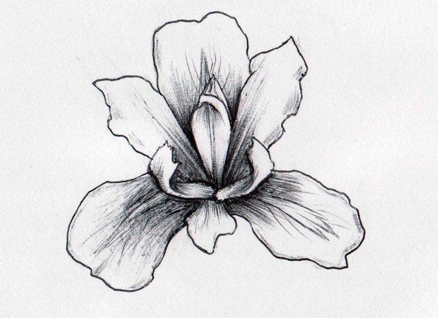 900x653 Iris Flowers Drawings - Iris Sketch
