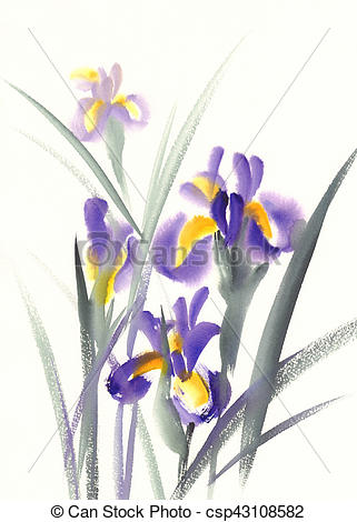 321x470 Iris Bouquet Sketch Watercolor. Watercolor Painting Illustration - Iris Sketch