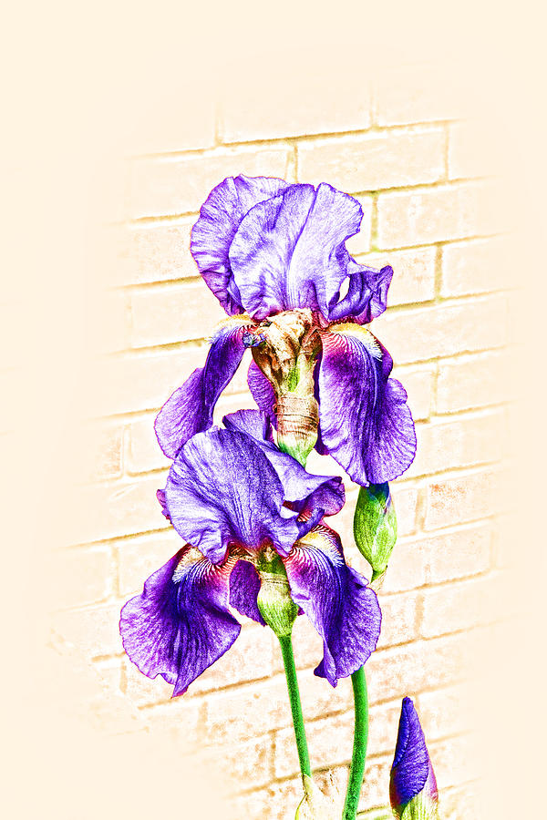600x900 Color Iris Sketch Digital Art By Linda Phelps - Iris Sketch