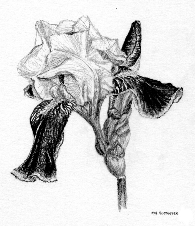 662x768 Iris About Sketching - Iris Sketch