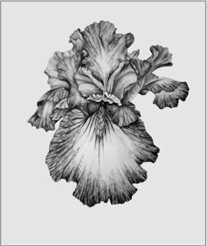 700x831 Iris Sketch Natural History Illustration - Iris Sketch