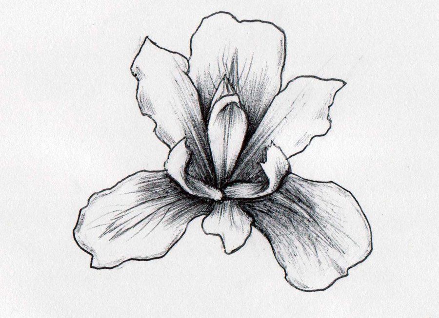 900x653 My Drawing Of An Iris - Iris Sketch