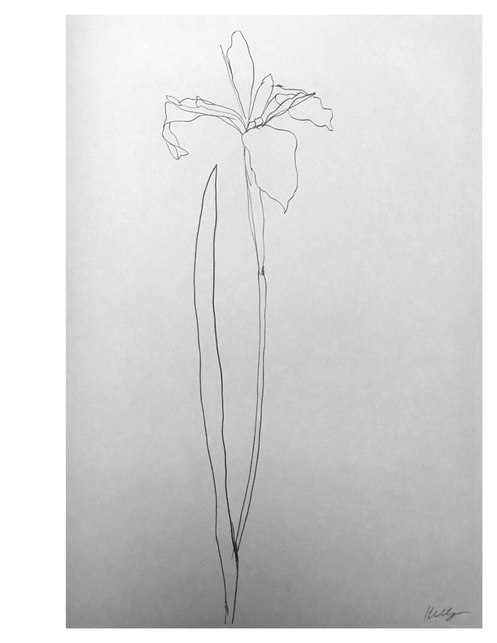 1000x1294 Deposit For Ellsworth Kelly Tattoo - Iris Sketch