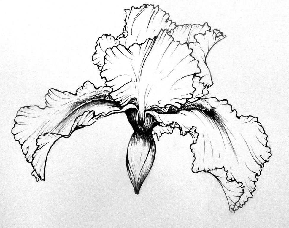 974x769 Flower Studies Iris By On - Iris Sketch