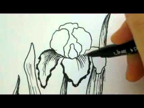480x360 How To Draw Flowers - Iris Sketch