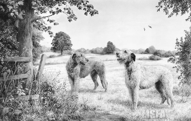 729x460 Irish Wolfhound Fine Art Dog Print By Mike Sibley - Irish Wolfhound Sketch