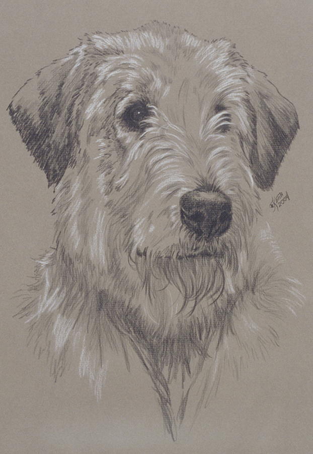 622x900 Irish Wolfhound Drawing By Barbara Keith - Irish Wolfhound Sketch