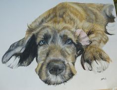 236x181 447 Best Art - Irish Wolfhound Sketch