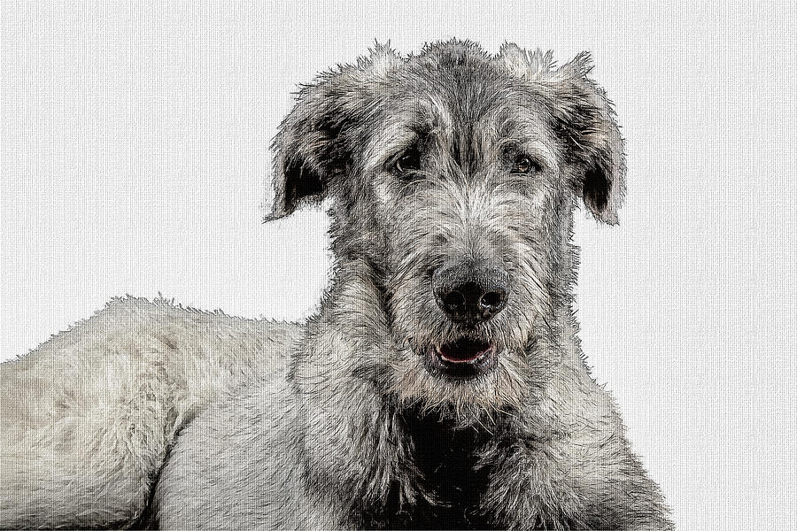 900x600 Irish Wolfhound Droc Sketch Canvas Photograph By Agustin Uzarraga - Irish Wolfhound Sketch