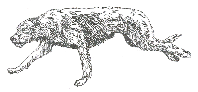 695x325 Irish Wolfhound Page - Irish Wolfhound Sketch