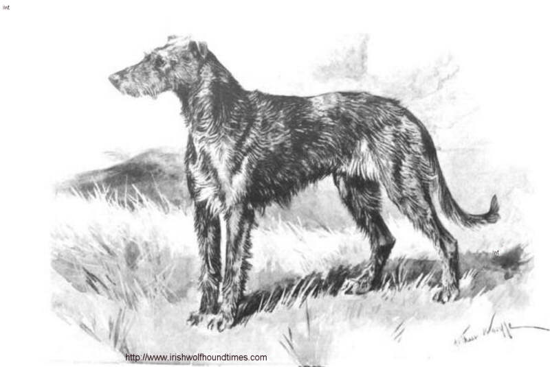 800x535 Irish Wolfhound Times And Scottish Deerhound - Irish Wolfhound Sketch