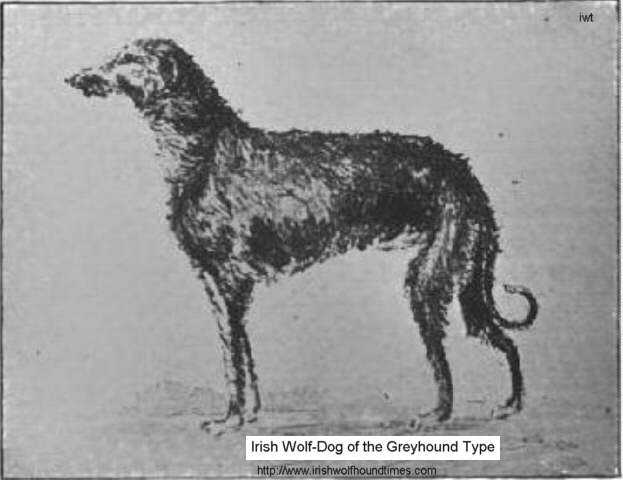 623x480 Irish Wolfhound Times And Scottish Deerhound - Irish Wolfhound Sketch