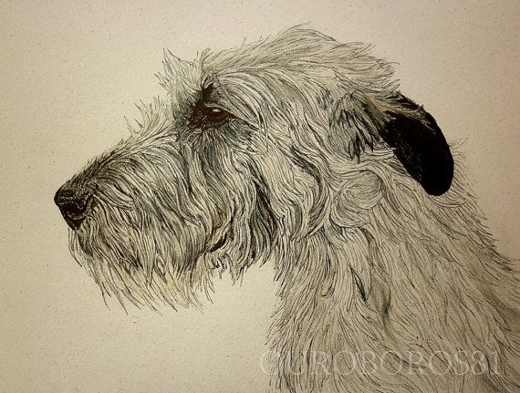 570x431 Irish Wolfhound Original Drawing By Ouroboros81 On Etsy Dog Art - Irish Wolfhound Sketch