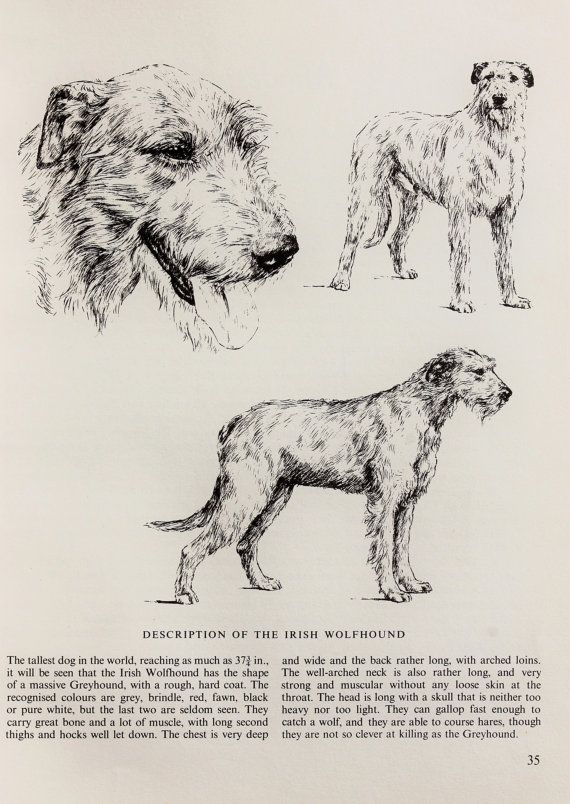 570x804 Irish Wolfhounds Hound Dogs. Vintage Black And White Pencil Sketch - Irish Wolfhound Sketch