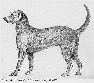 300x264 The Strange Story Of The Big Irish Wolfhound - Irish Wolfhound Sketch