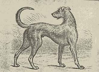 329x241 British Dogs, Second Edition - Irish Wolfhound Sketch