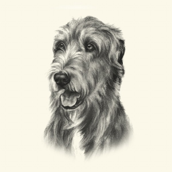 600x600 Dog Show Breed Ring Number Clip - Irish Wolfhound Sketch