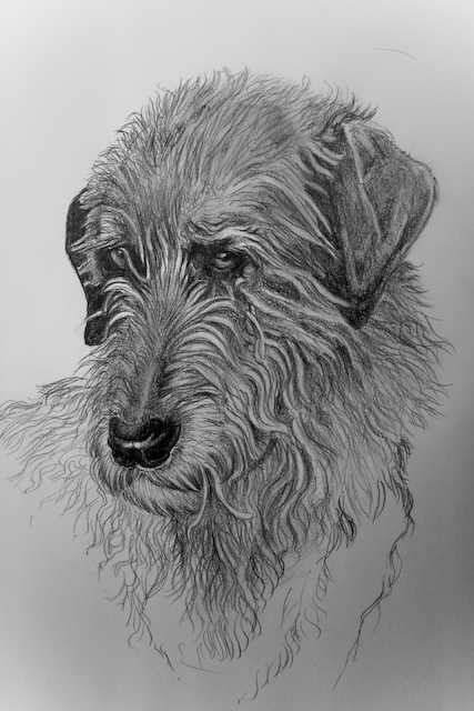 427x640 Dogs Barry John Lord - Irish Wolfhound Sketch
