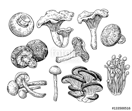500x424 Mushroom Hand Drawn Vector Illustration. Sketch Food Drawing Iso - Iso Sketch