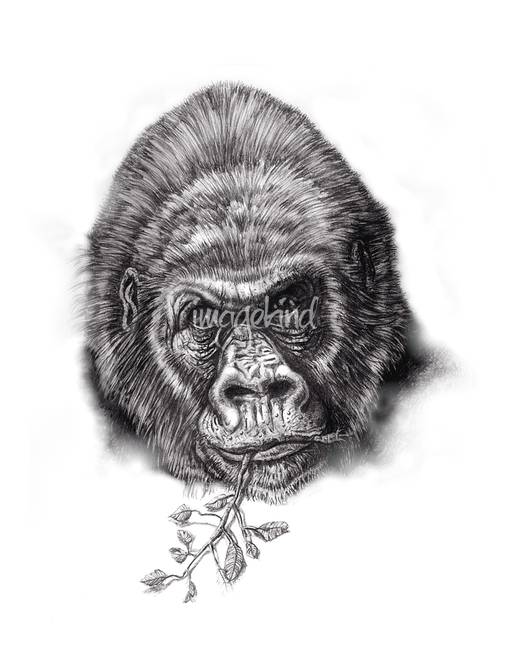 511x650 Gorilla Sketch Iso By Whattacharacter - Iso Sketch