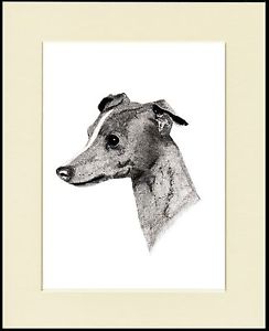 244x300 Italian Greyhound Head Study Lovely Dog Sketch Print Mounted Ready - Italian Greyhound Sketch