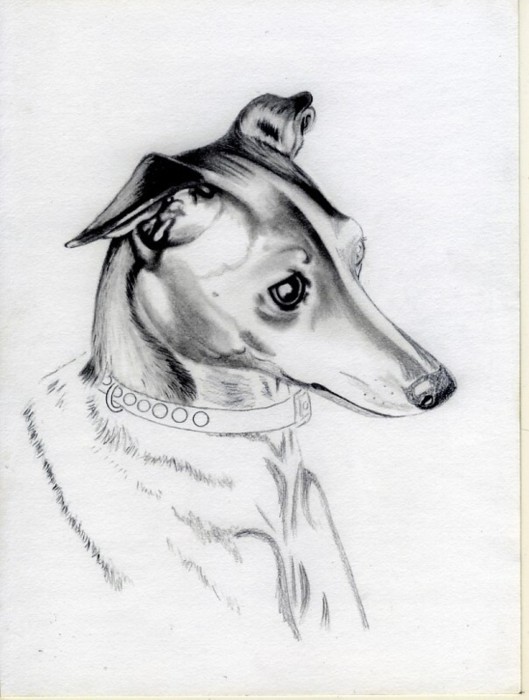 529x700 Italian Greyhound - Italian Greyhound Sketch