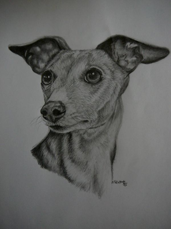 600x800 Italian Greyhound Pencil - Italian Greyhound Sketch