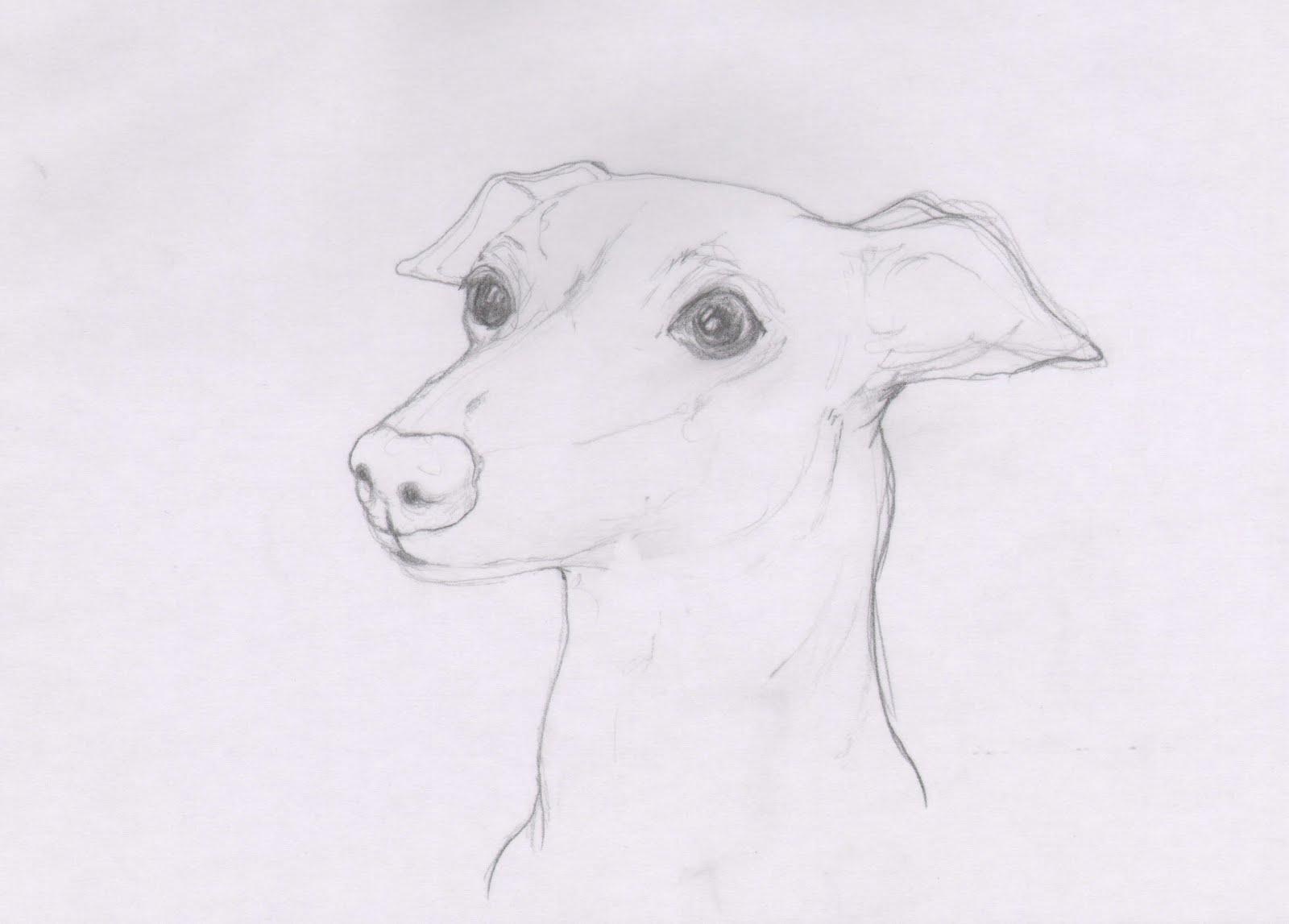 1600x1147 Italian Greyhound Art Demo Watercolour Demo Alison Fennell Art - Italian Greyhound Sketch