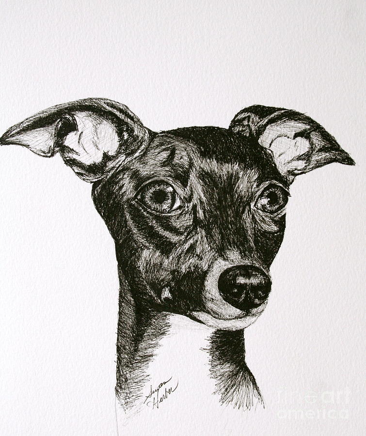 755x900 Italian Greyhound Drawing By Susan Herber - Italian Greyhound Sketch