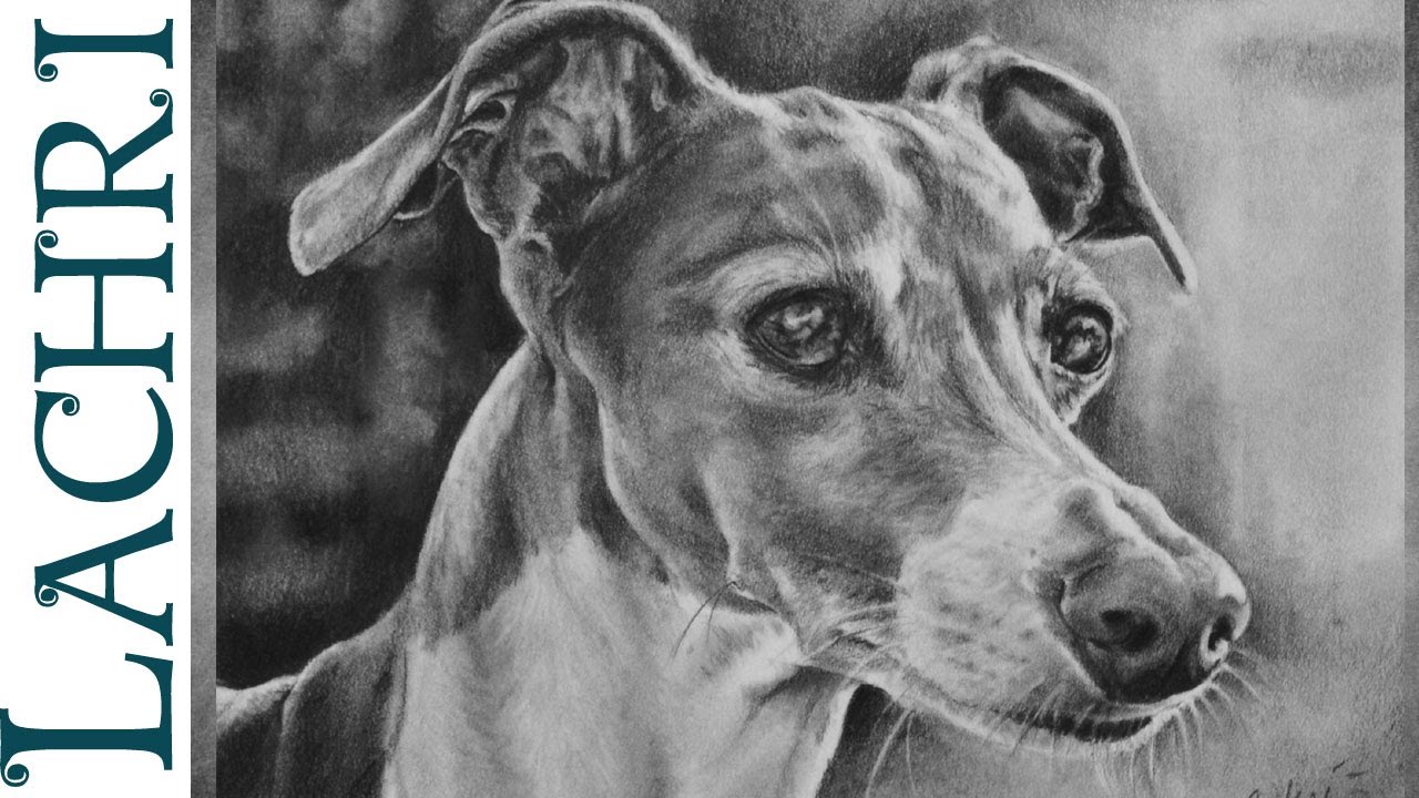 1280x720 Italian Greyhound Graphite Pencil Drawing, Realistic Speed Drawing - Italian Greyhound Sketch