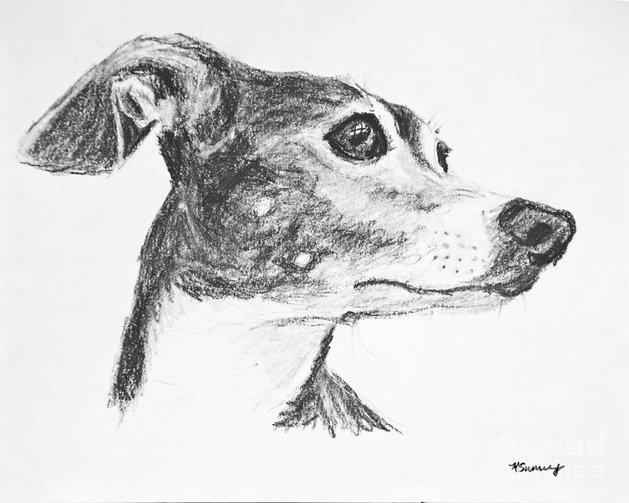900x719 Italian Greyhound Sketch In Profile Drawing By Kate Sumners - Italian Greyhound Sketch