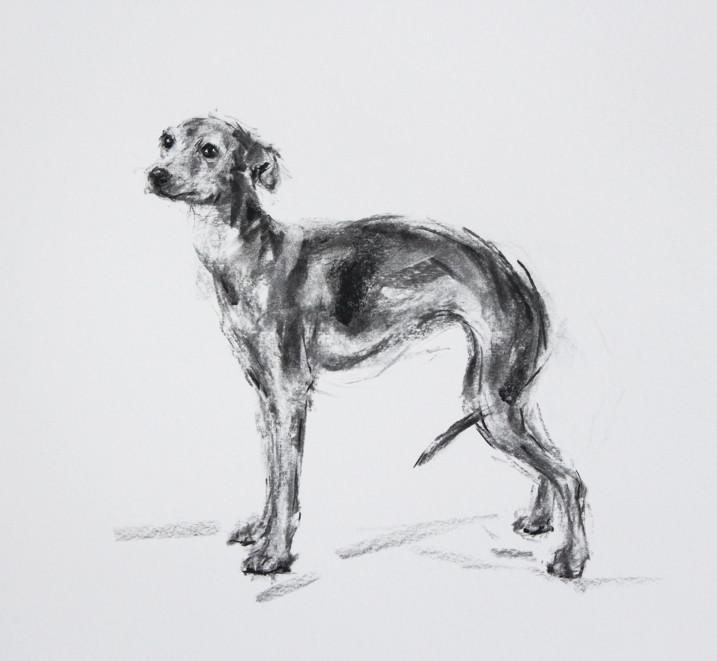 717x661 Italian Greyhound Standing - Italian Greyhound Sketch
