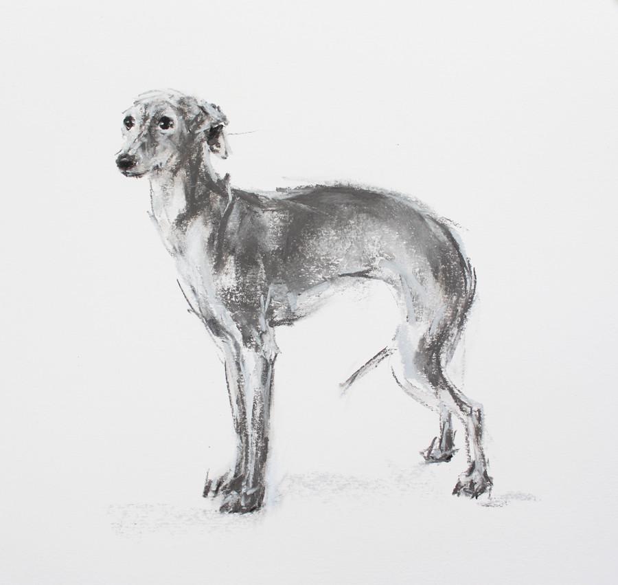 900x851 Italian Greyhound Standing - Italian Greyhound Sketch