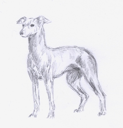 428x442 Italian Greyhound Sketch By Embers - Italian Greyhound Sketch