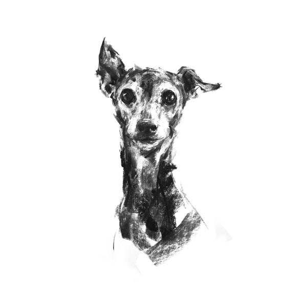 600x600 Pippa Italian Greyhound Sketch Print - Italian Greyhound Sketch