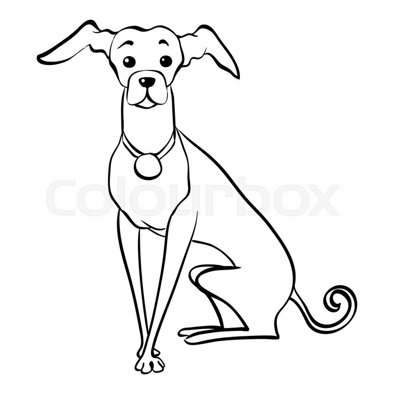 800x800 Sketch Funny Dog Italian Greyhound Breed Sitting Hand Drawing - Italian Greyhound Sketch