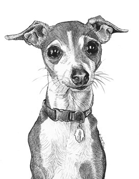 272x350 Sofia Italian Greyhound Animal Art By Stephanie Grimes - Italian Greyhound Sketch