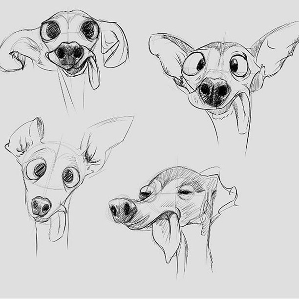 612x612 Zappa The Italian Greyhound By R Millen Pack - Italian Greyhound Sketch