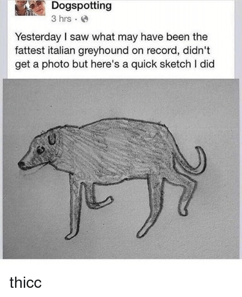 500x613 Dogspotting Yesterday I Saw What May Have Been The Fattest Italian - Italian Greyhound Sketch
