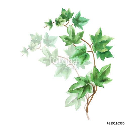 500x500 Ivy Green Branches Watercolor In Hand Drawn Sketch Style As Design - Ivy Leaf Sketch
