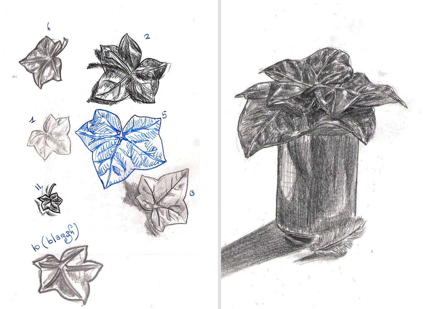 1351x987 Ivy Leaf First Drawings By Iris Hopp Colour Cow - Ivy Leaf Sketch