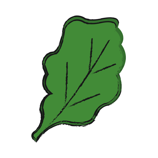 550x550 Leaf Sketch - Ivy Leaf Sketch