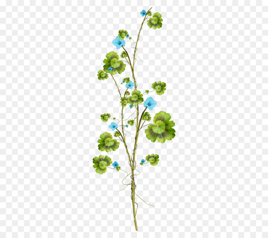 900x800 Leaf Twig Tree - Ivy Leaf Sketch