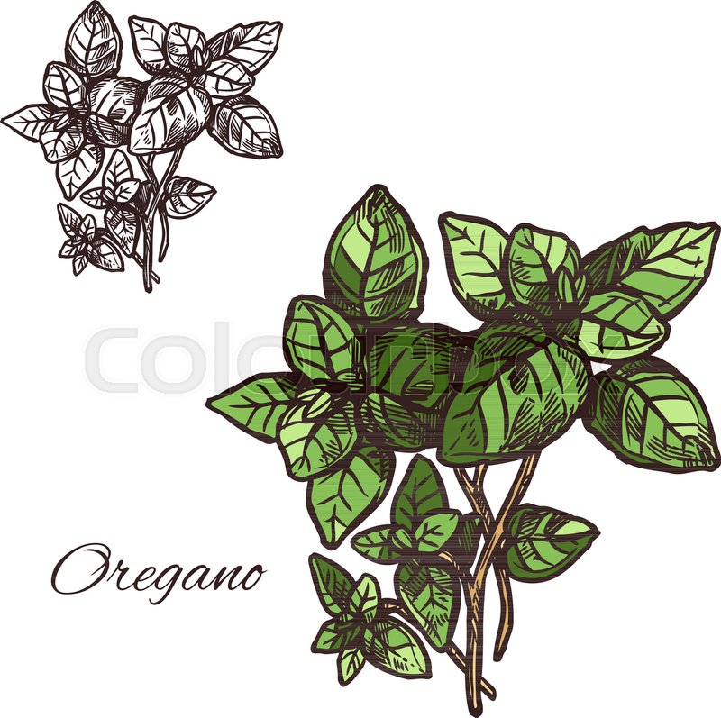 800x797 Oregano Seasoning Spice Herb Sketch Icon. Vector Isolated Leaf Of - Ivy Leaf Sketch