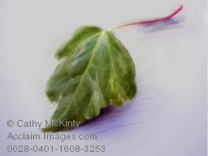 300x225 Plant Stock Photo Of An Ivy Leaf Sketch - Ivy Leaf Sketch